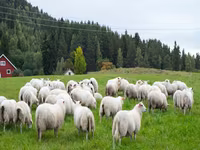 Субпродукты говядина, баранина, конина закупаем на постояной основе. Viber WhatsApp Telegram. — Foto 3