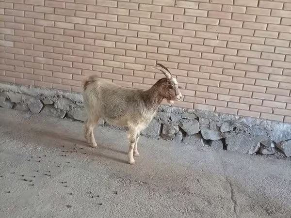 Ешкі, Alpine goat