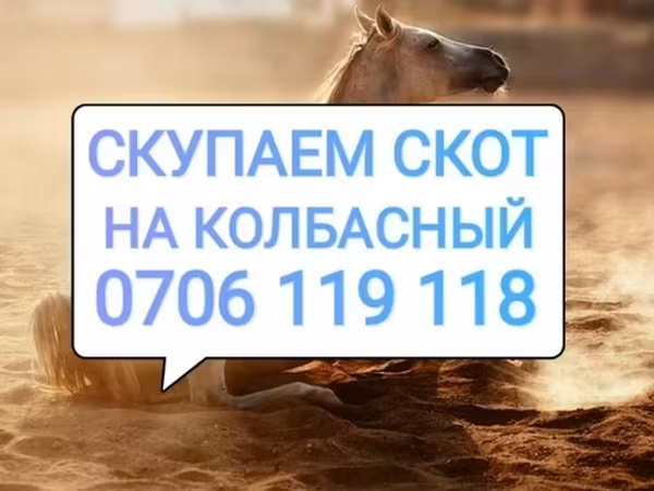 Айғыр, Жылқылар — Қырғызстан