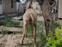 Ram, Edilbay sheep — photo 4