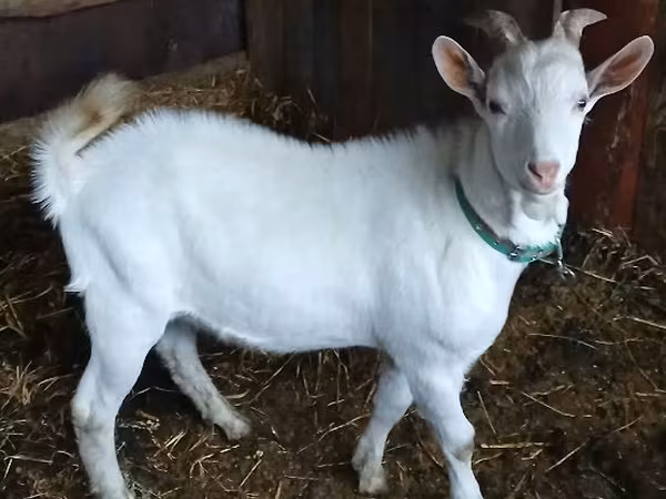 تيس, Saanen goat