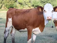 गाय, मोंबेलियार्ड — फ़ोटो 2