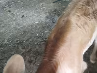 Сиыр, Swiss cattle — 5-сурет