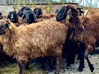 公羊, Romanov sheep — 照片 2