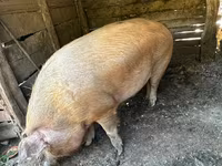 Sow, Pigs — photo 1