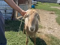 Қошқар, Edilbay sheep — 3-сурет