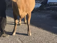 Сиыр, Simmental cattle — 1-сурет