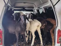 母羊, Sheep — 照片 3