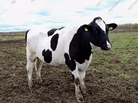 गाय, गोलस्टीन नस्ल — फ़ोटो 2
