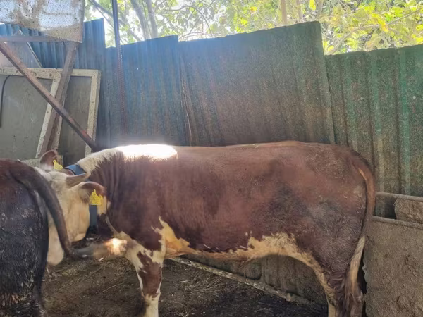 Toro, Simmental cattle — Uzbekistán