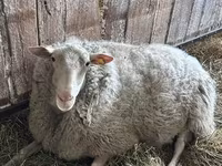 Carnero, Edilbay sheep — foto 4