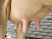 Сиыр, Swiss cattle — 6-сурет