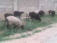Қошқар, Hissar sheep — 2-сурет