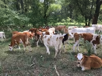 Bull, Holstein breed — photo 8