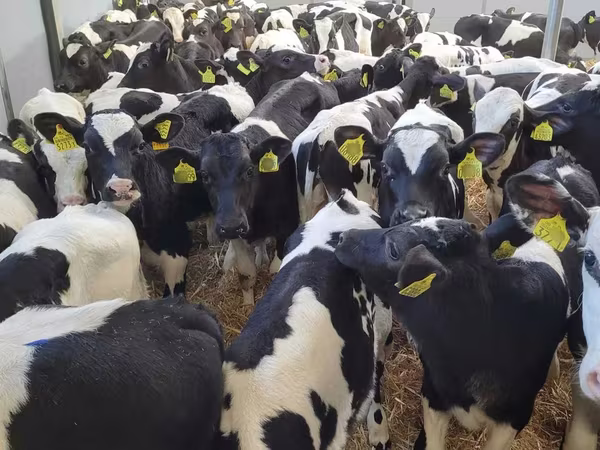 Bull, Holstein breed