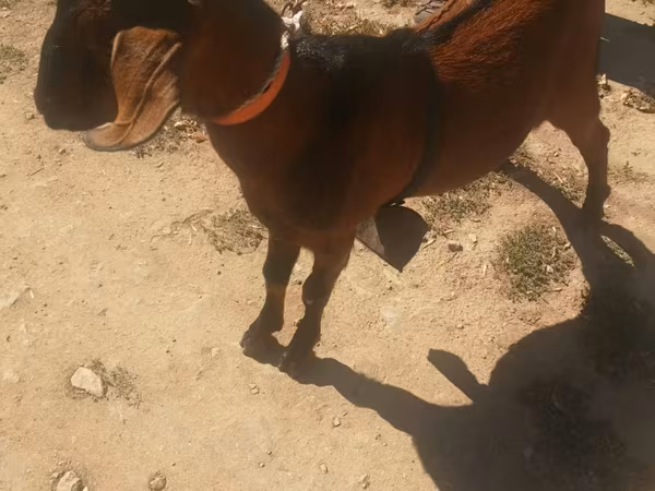 تيس, Nubian Goat