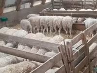 Қой, Қойлар — 5-сурет