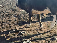公牛, Cattle — 照片 2