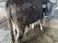 Bull, Swiss cattle — photo 1