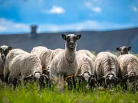 Carnero, Romanov sheep — foto 5