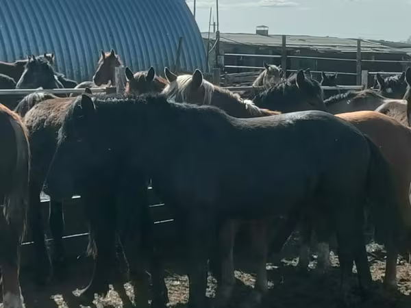 Айғыр, Horse breed