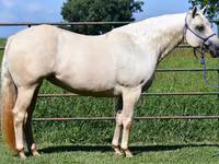 Stute, Quarter Horse — Foto 7