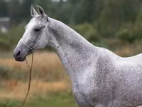 Hengst, Arabian horse — Foto 6