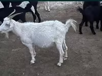 母山羊, Goats — 照片 6