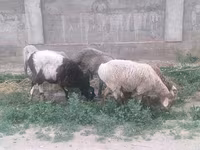 Қошқар, Hissar sheep — 1-сурет