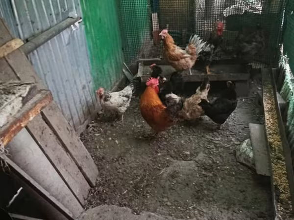 Chickens — Қырғызстан