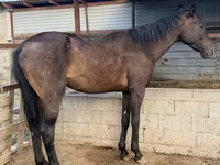 Айғыр, Arabian horse — 2-сурет
