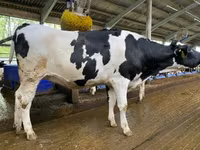 母牛, Holstein breed — 照片 4