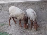公羊, Sheep — 照片 5