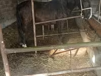 Бие, Friesian sport horse — 1-сурет