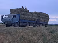 Сено в тюках (пресс-подборщик, стандартный прямоугольный тюк). - — Foto 3