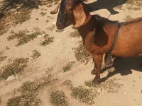 تيس, Nubian Goat — الصورة 3