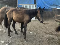 Yegua, Caballos — foto 2
