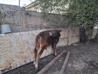 Бұқа, Алатау тұқымы — 8-сурет
