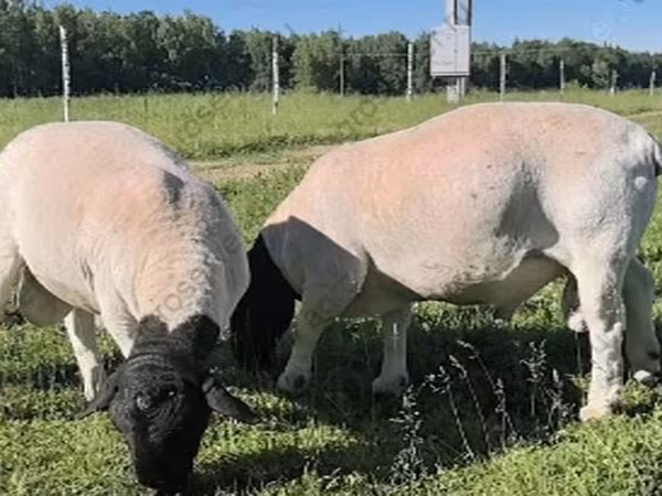 Widder, Dorper sheep