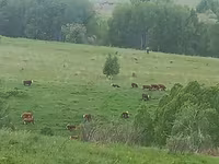 母牛, Cattle — 照片 2