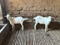 Ziegenbock, Saanen goat — Foto 1