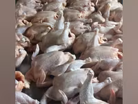Chickens — 2-сурет