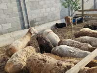 Sheep, Sheep — photo 2