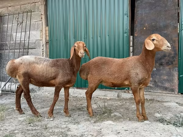 भेड़, भेड़ — किर्गिज़स्तान