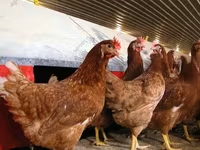 Chickens — 4-сурет