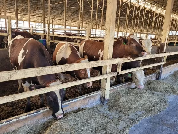 गाय, Simmental cattle