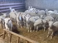 बकरी, Saanen goat — फ़ोटो 1