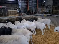 Қошқар, Dorper sheep — 3-сурет