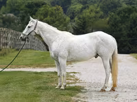 حصان, National Show Horse — الصورة 2