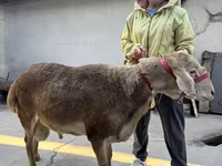 Ram, Sheep — photo 2
